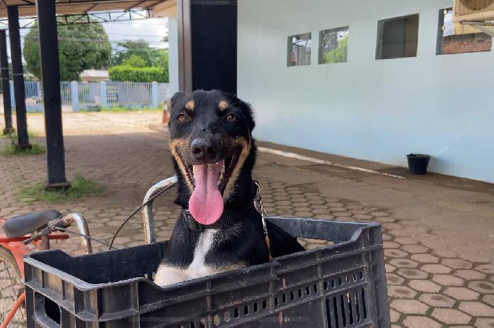 Cadela e filhotes são resgatados e Prefeitura reforça atendimento veterinário