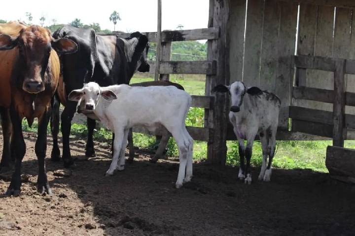 Cláudia de Jesus garante R$ 80 mil para programa de melhoramento genético bovino em Urupá