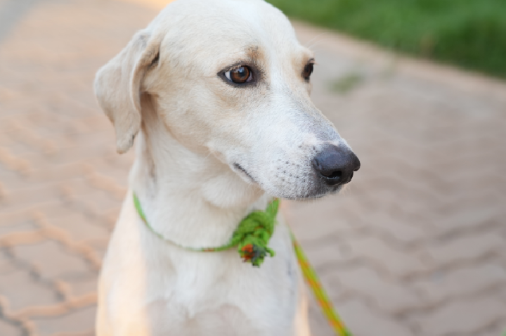 ESTAR - Cão que esperou tutor na porta de hospital é resgatado