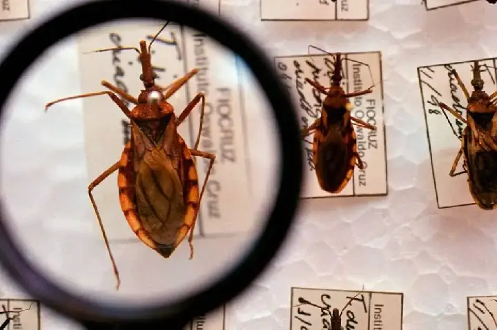 Ministério da Saúde investe R$ 12 milhões no combate à doença de Chagas