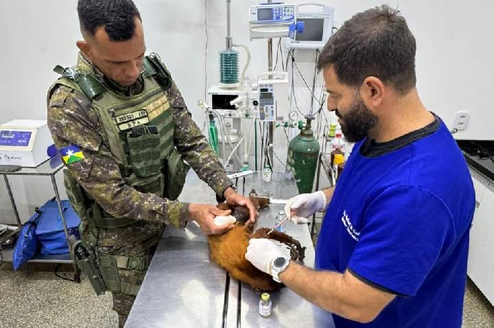 Polícia Ambiental resgata bugio e filhote após suspeita de choque elétrico em Alta Floresta d’Oeste