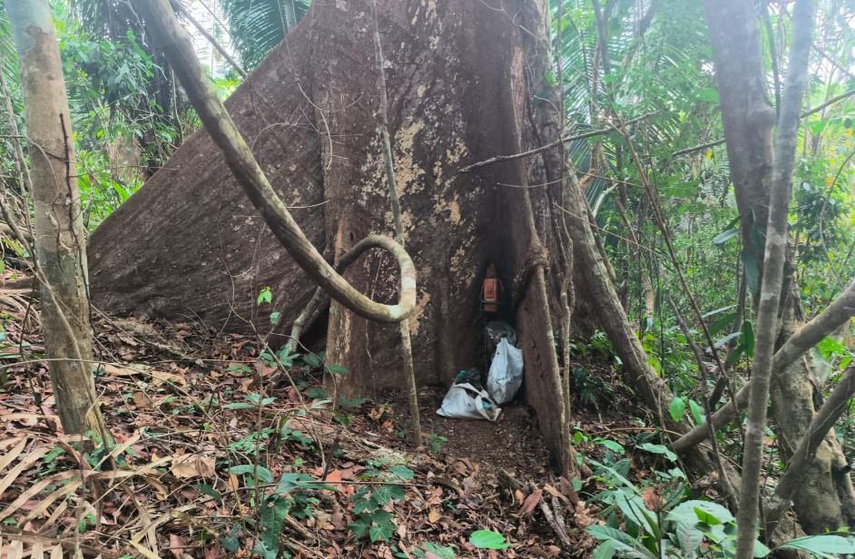 CRIMES AMBIENTAIS: Parque de Guajará novamente sofre com invasões e extração ilegal de madeira.