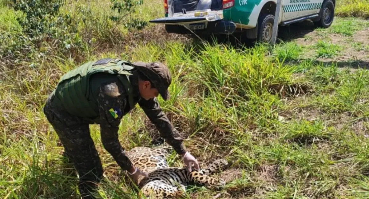 Onça-pintada é encontrada morta após atropelamento na BR-435 entre Vilhena e Colorado do Oeste