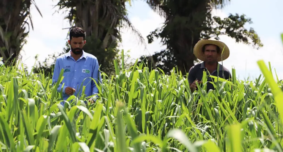 Governo de Rondônia impulsiona pecuária leiteira com consultoria técnica