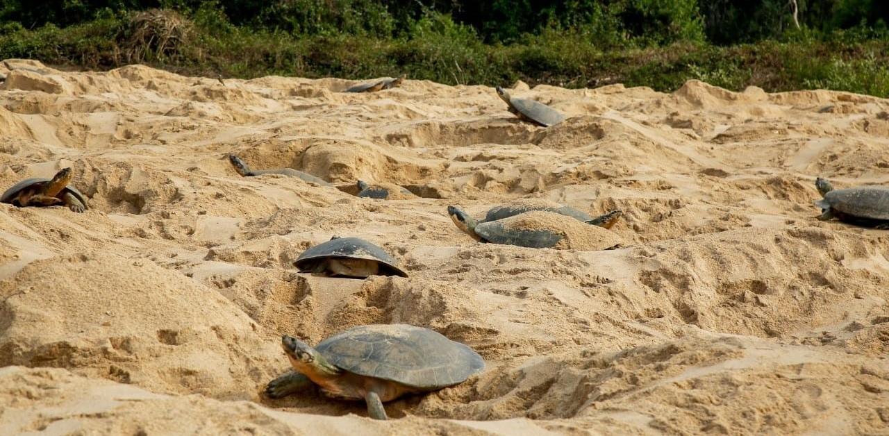 Guaporé em defesa da vida: união de forças pela sobrevivência das tartarugas-da-Amazônia