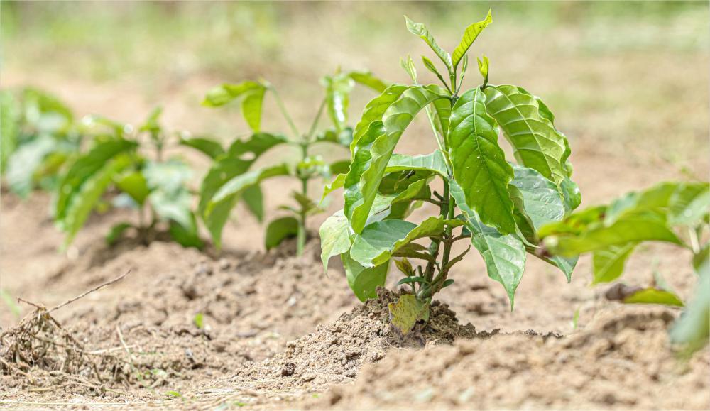 Alex Redano indica distribuição de mudas de café e calcário para Primavera de Rondônia