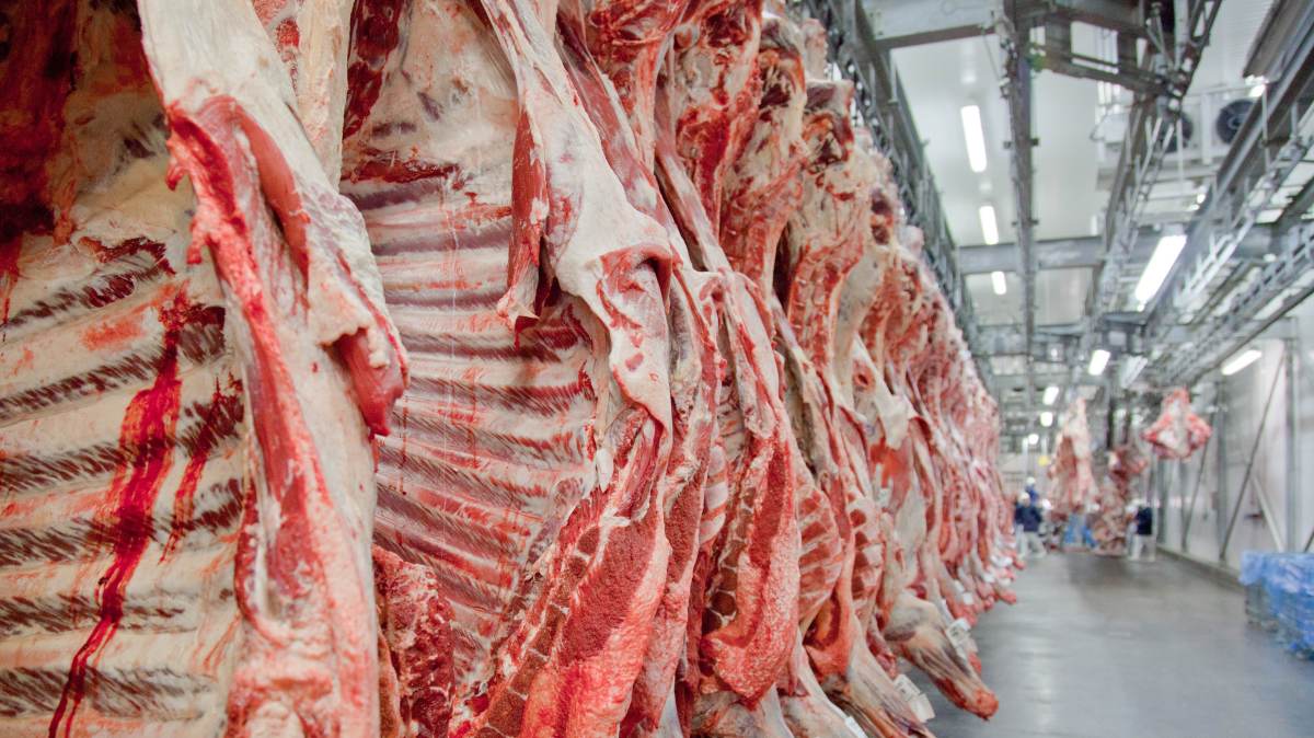 Apesar de tarifaço, exportações de carne bovina do Brasil batem recorde