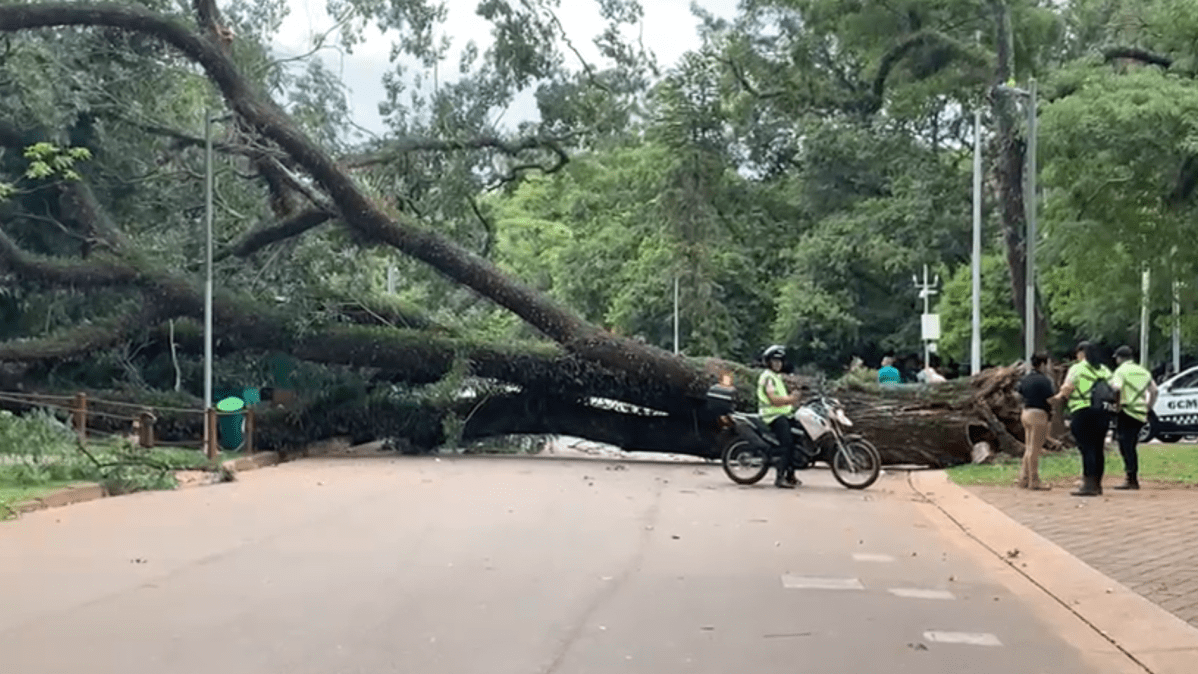 Laudo não apontou risco em árvore que caiu no Ibirapuera, diz Prefeitura