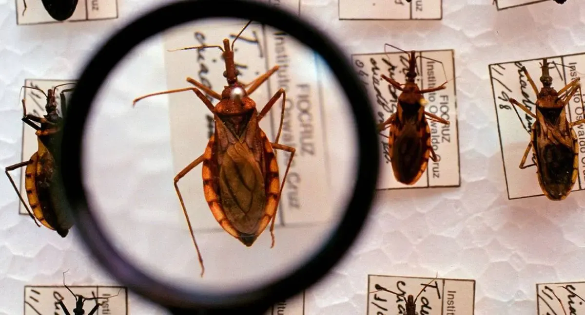 Ministério da Saúde investe R$ 12 milhões no combate à doença de Chagas