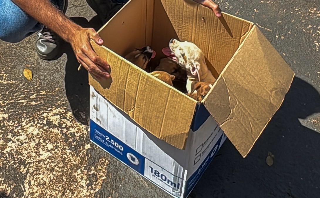 Filhotes largadas em plena via pública são acolhidos pela prefeitura